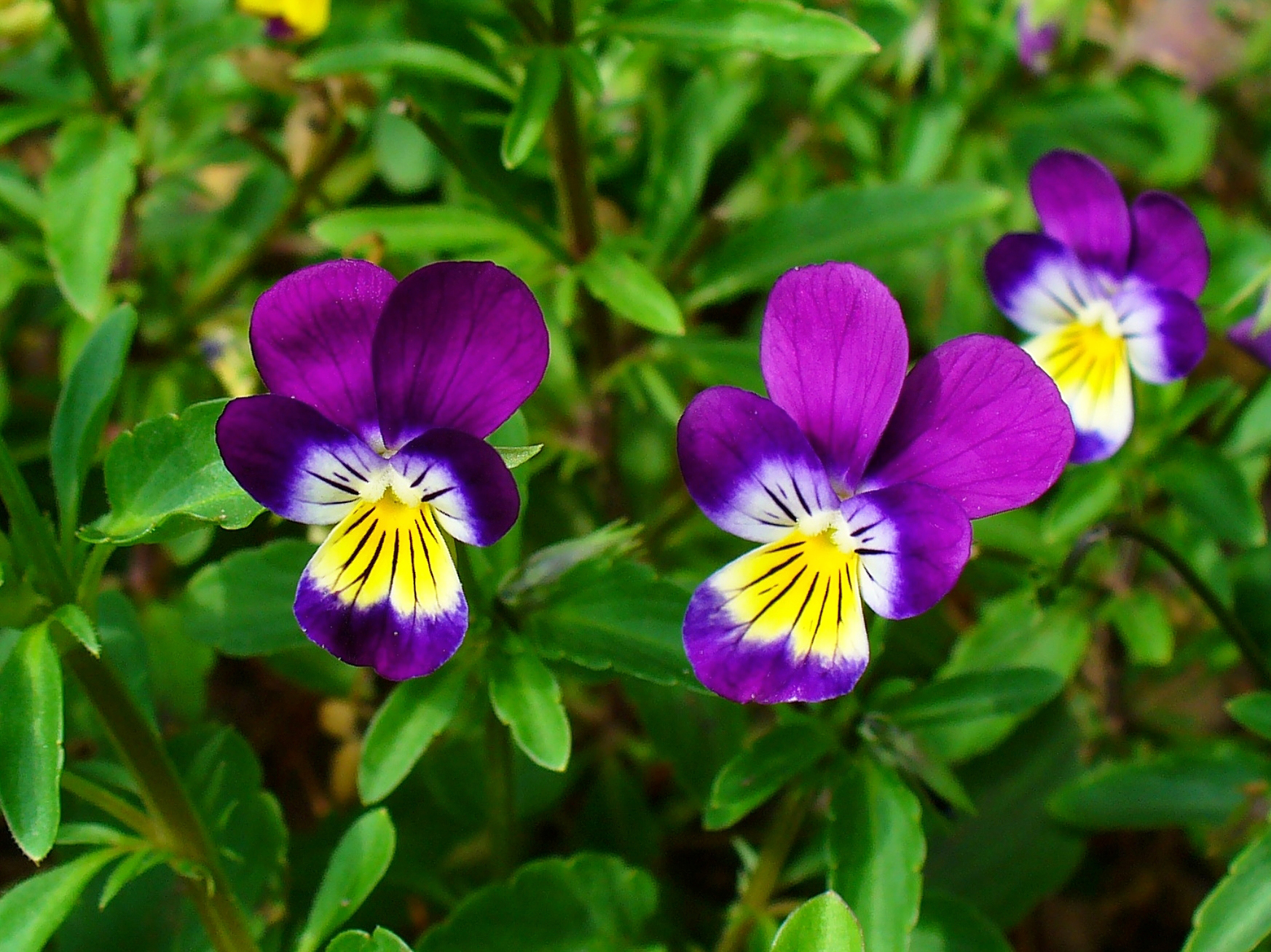 Viola tricolor 